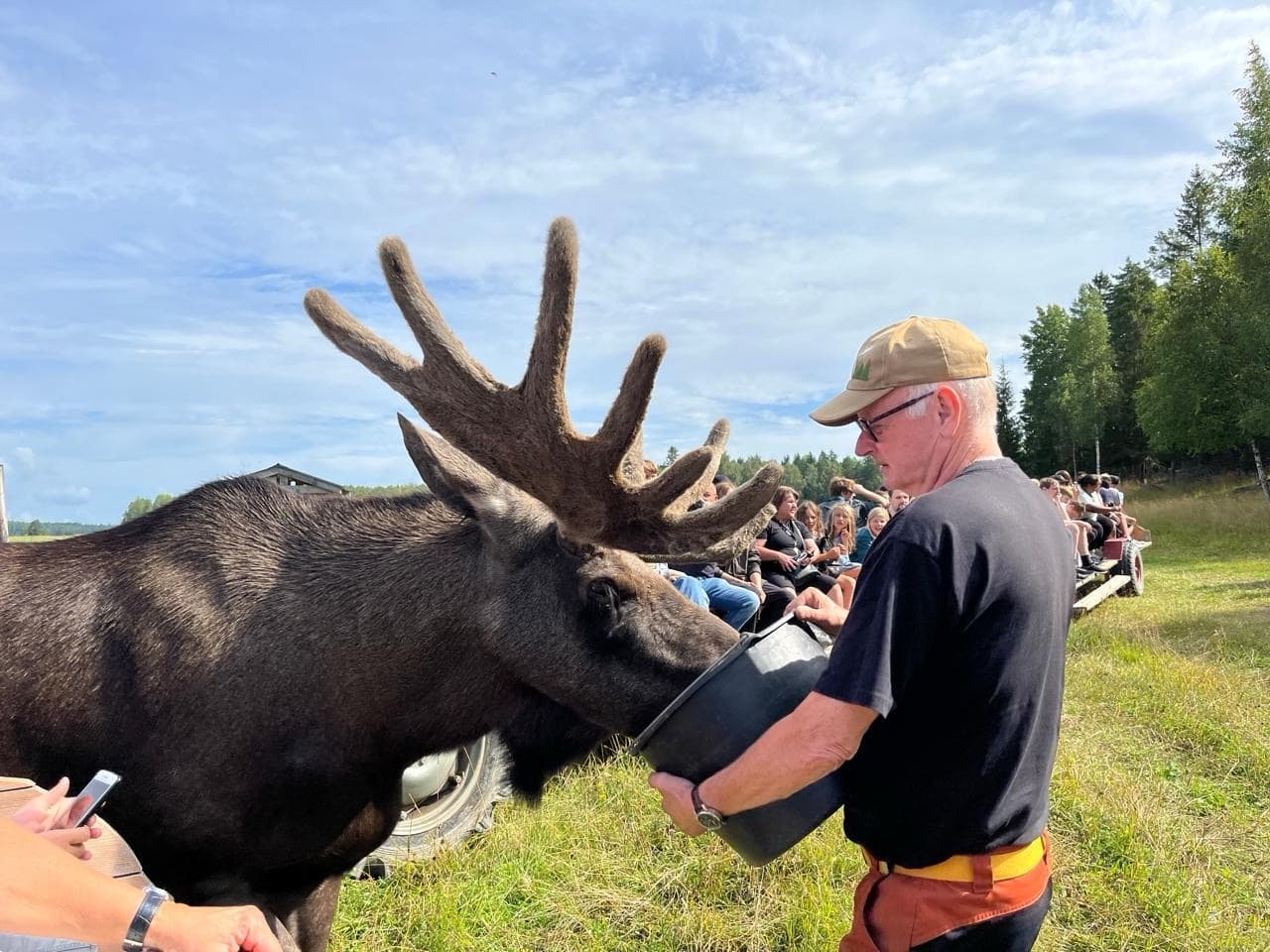 Gårdsjö Älgpark Schweden: Der perfekte Tag mit Elchen und Wohnmobil